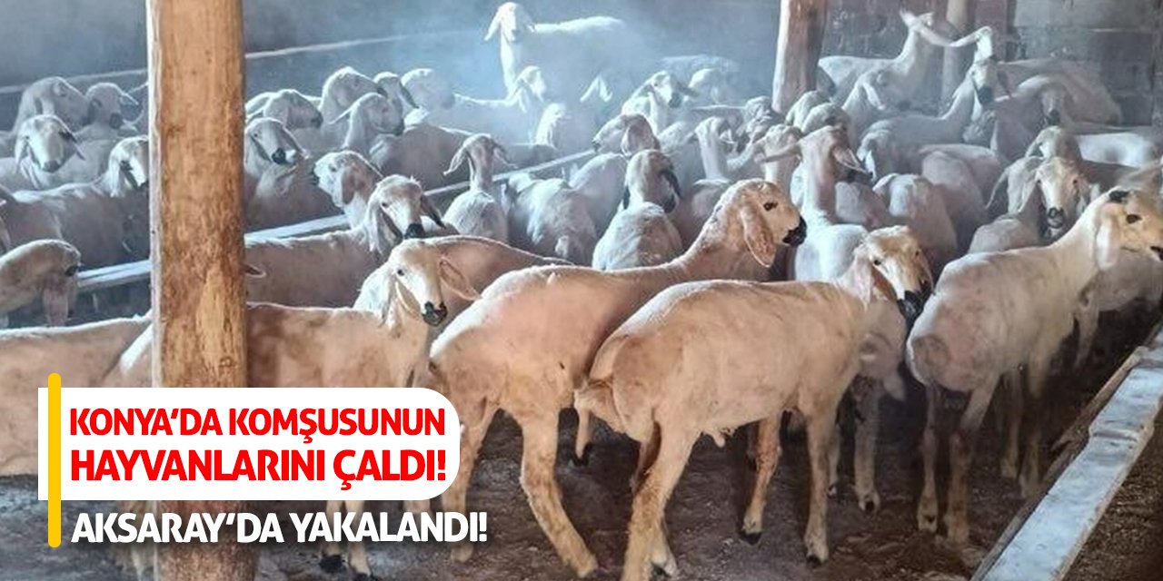 Konya’da Komşusunun Hayvanlarını Çaldı! Aksaray’da Yakalandı!