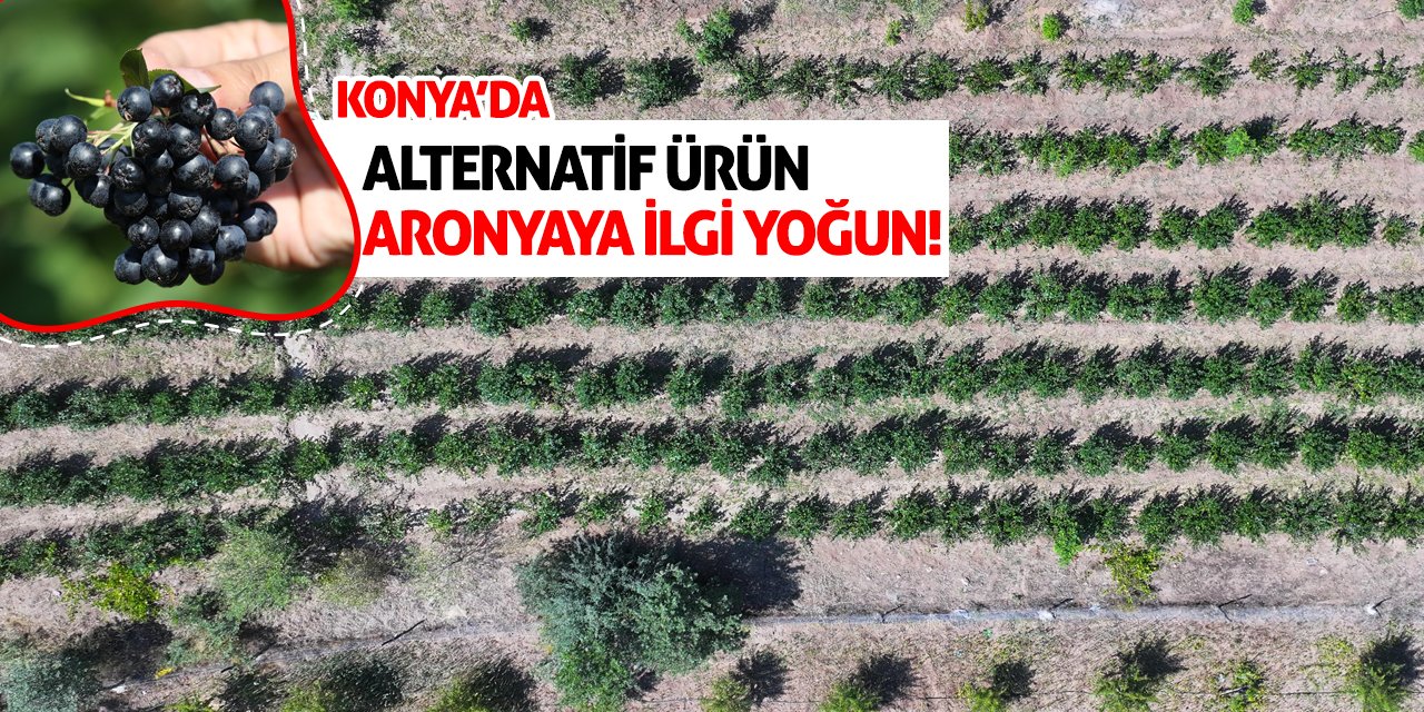 Konya’da Alternatif Ürün Aronyaya İlgi Yoğun