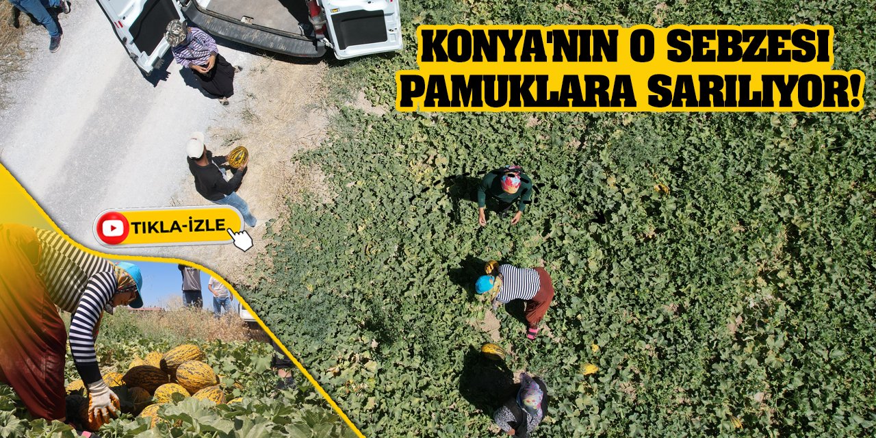 Konya'nın O Sebzesi Pamuklara Sarılıyor!