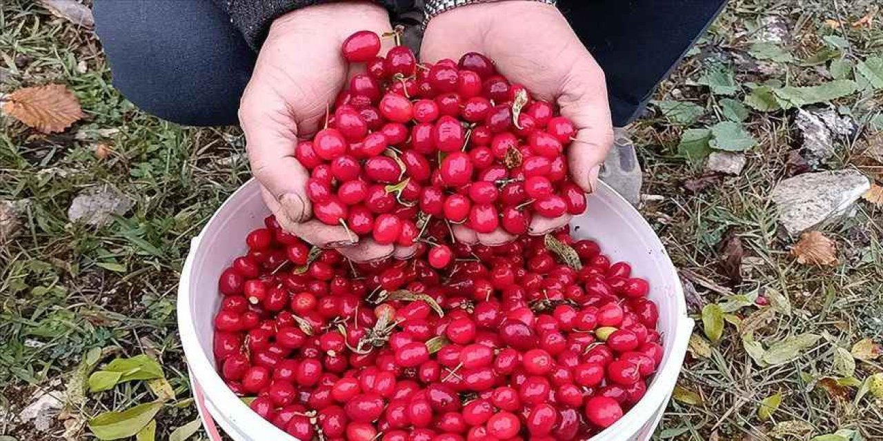 Zayıflamak için sadece bu meyveden almanız yeterli! 1 ayda 10 kilo verdiriyor!