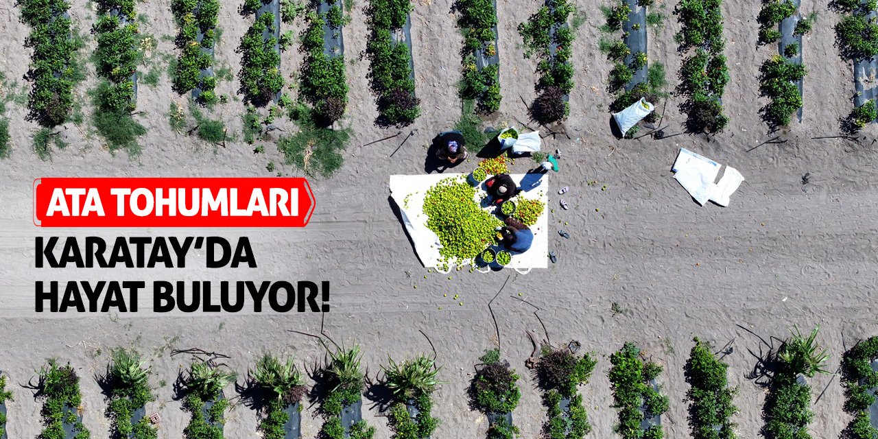 Ata Tohumları Karatay’da Hayat Buluyor