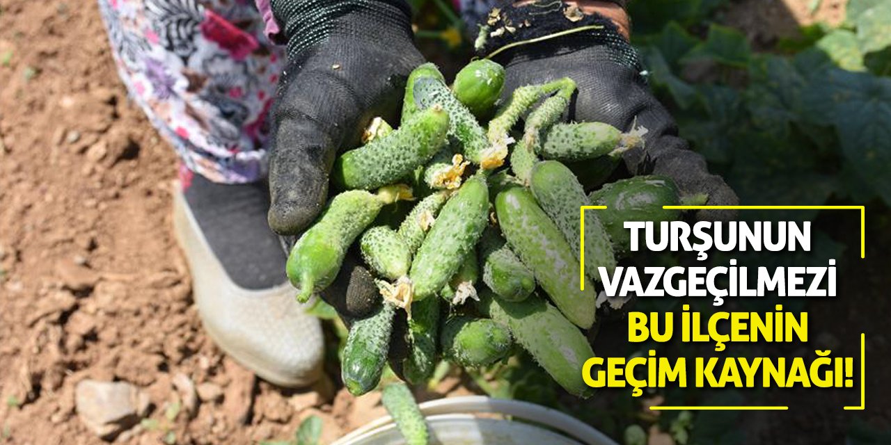 Turşunun Vazgeçilmezi Bu İlçenin Geçim Kaynağı!