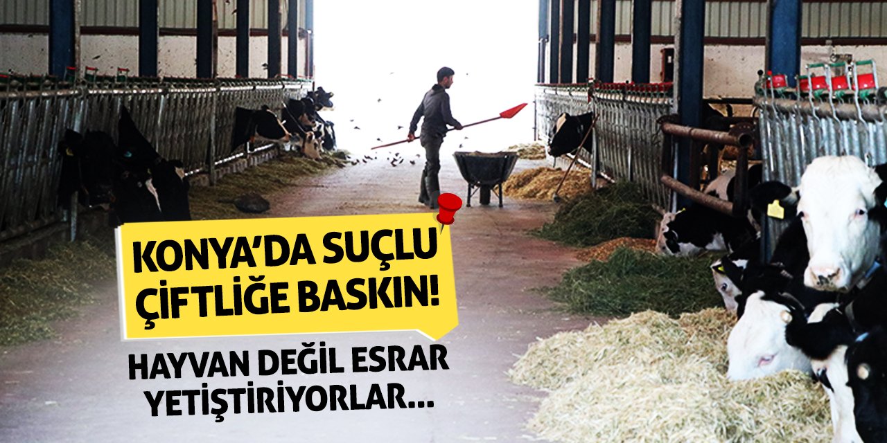 Konya’da Suçlu Çiftliğe Baskın! Hayvan Değil Esrar Yetiştiriyorlar...