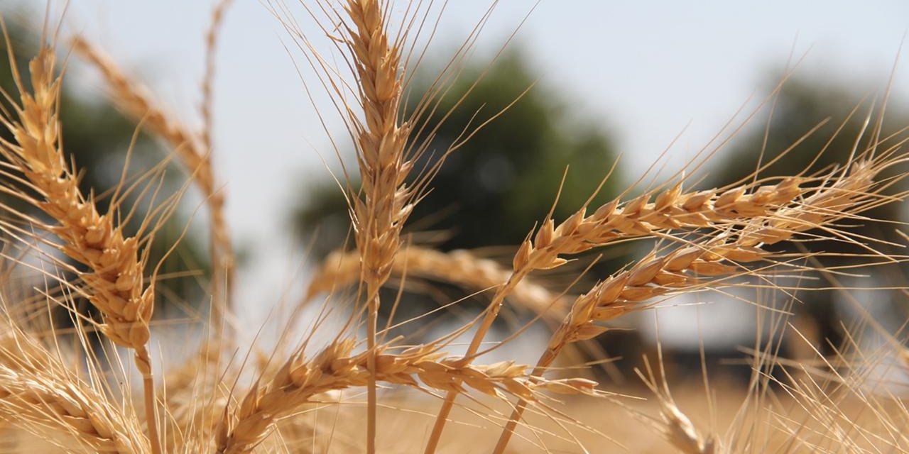 Çiftçinin baş belası kahverengi kokarca, nemi seviyor