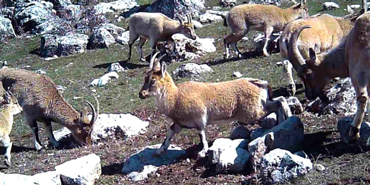 Yaban keçisi sürüsü fotokapanla görüntülendi