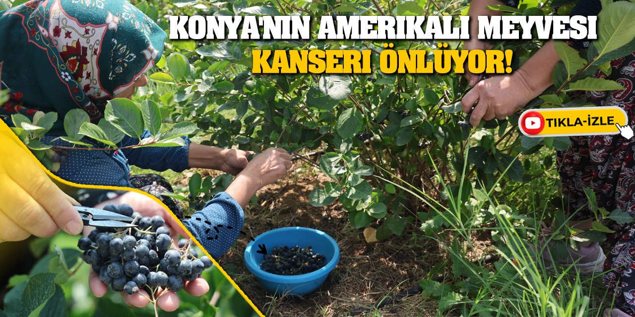 Konya'nın Amerikalı Meyvesi Kanseri Önlüyor!