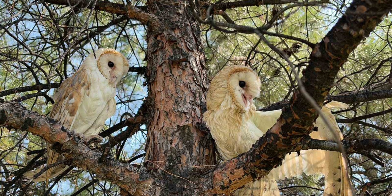 Yaban dostları doğal hayatlarına kavuştu