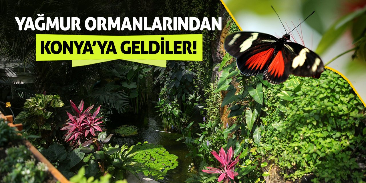 Yağmur Ormanlarından Konya’ya Geldiler!