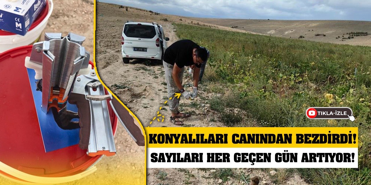 Konyalıları canından bezdirdi! Sayıları her geçen gün artıyor