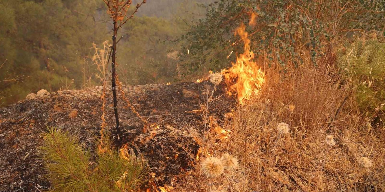 Muğla’daki yangın yolu kapattı