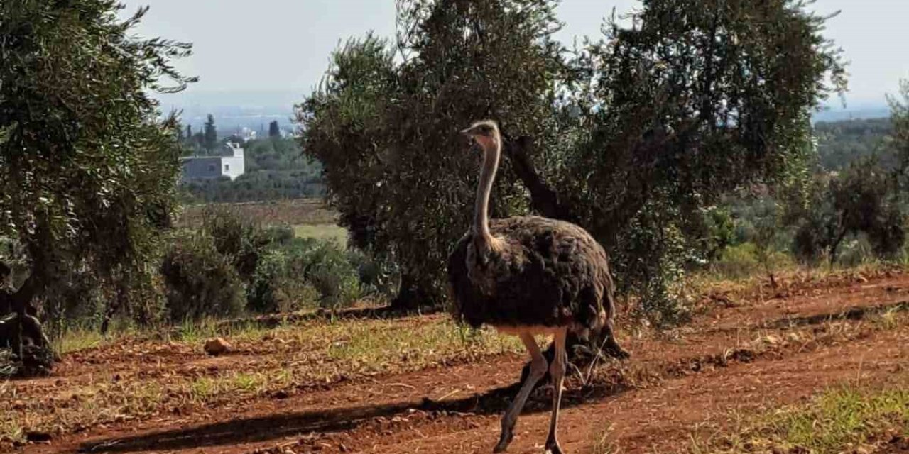 Sınırdan bu defa deve kuşu geçti