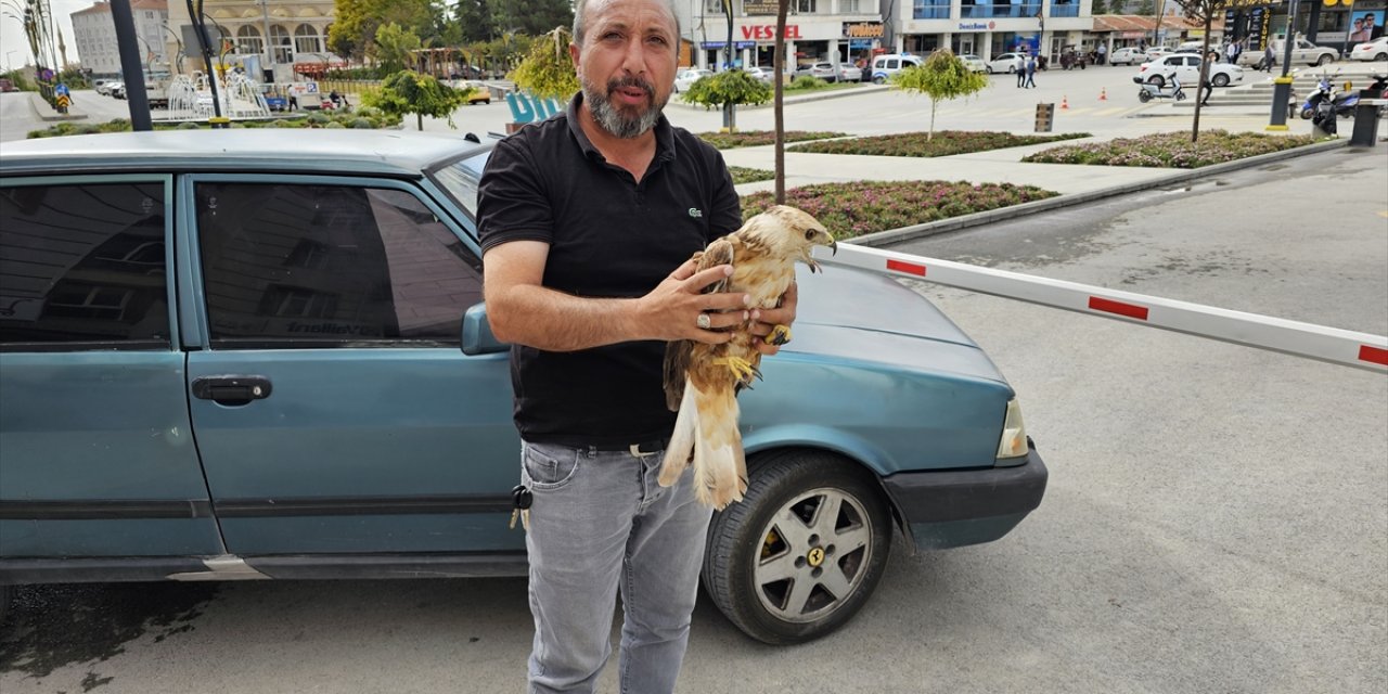 Konya'da yaralı şahin tedavi altına alındı