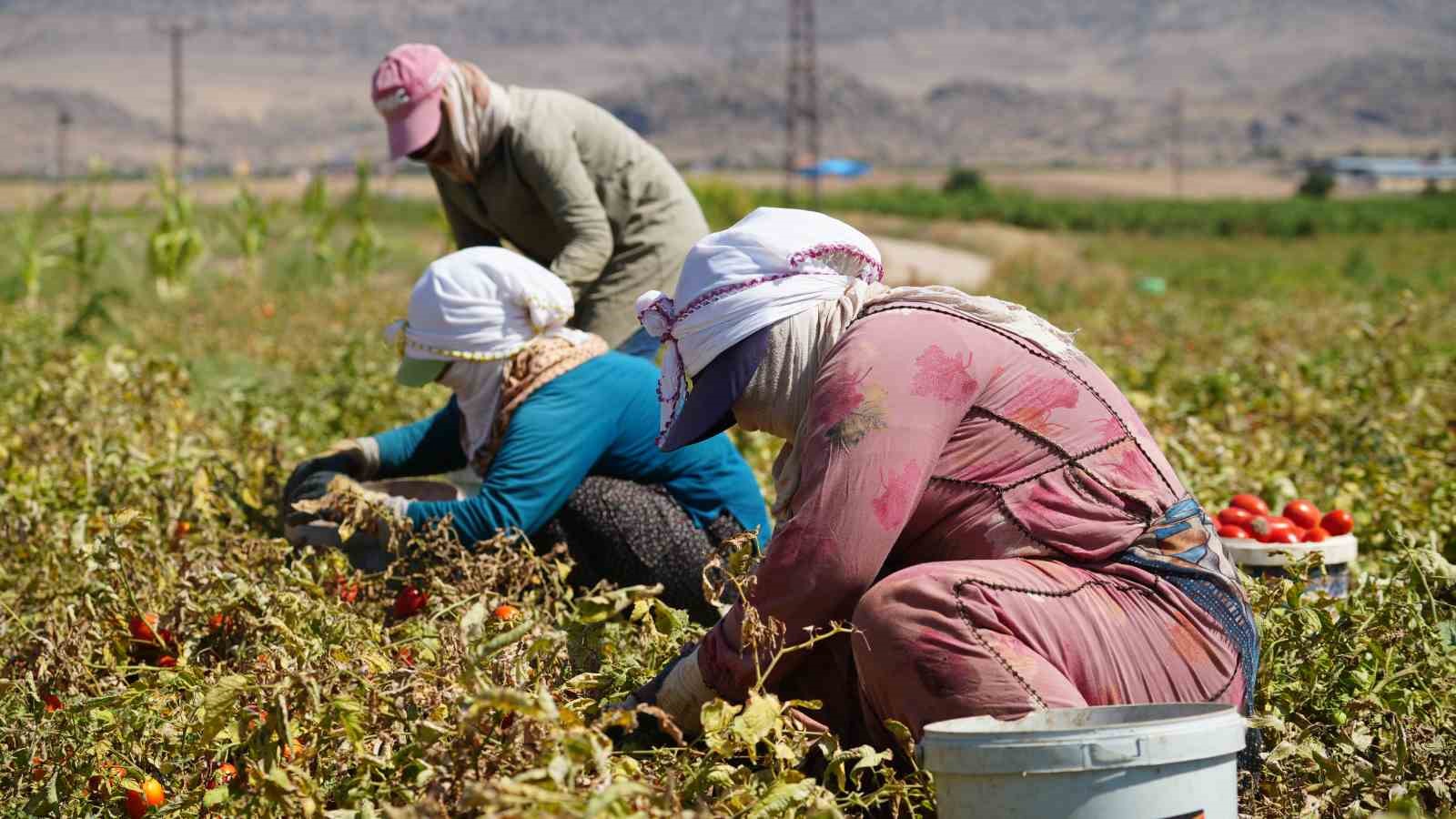 Çiftçiler, bin liranın üzerinde yevmiyeyle çalıştıracak işçi bulamakta zorlanıyor