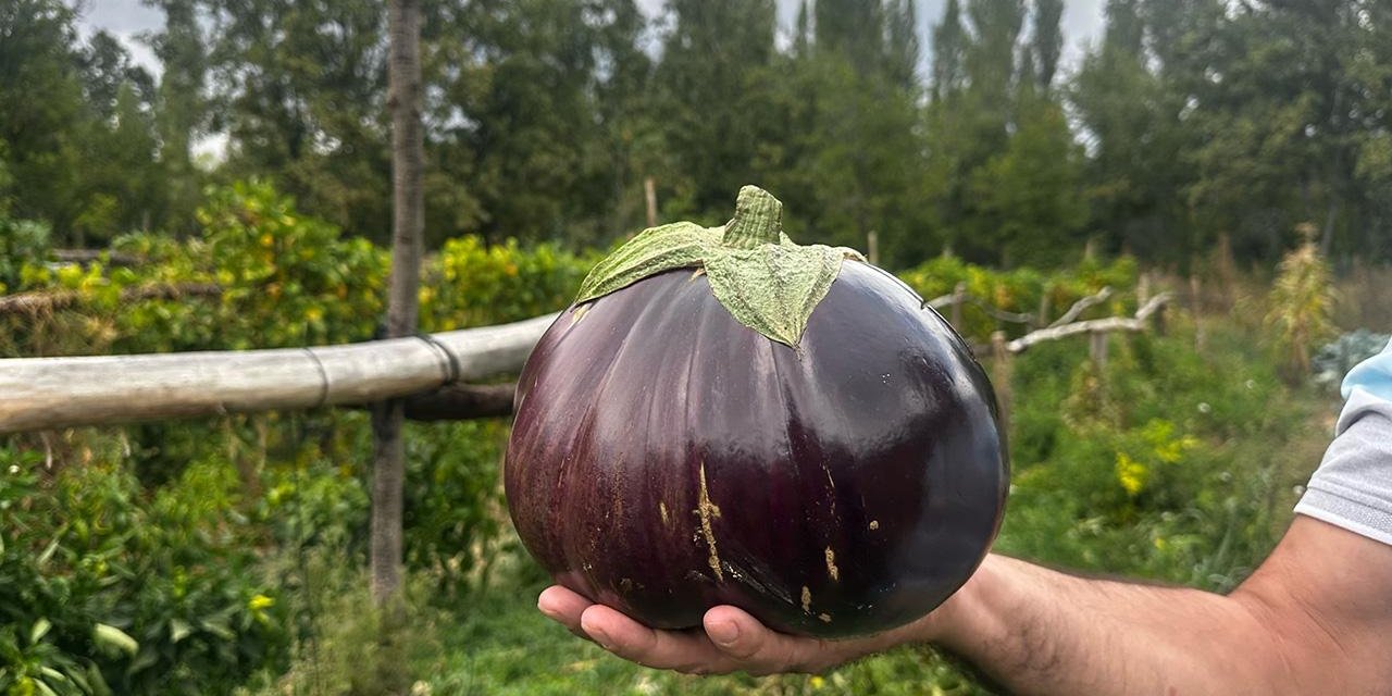 2 kilo 200 gramlık patlıcan görenleri şaşırttı