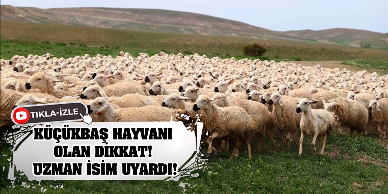 Küçükbaş Hayvanı Olan Dikkat! Uzman İsim Uyardı!