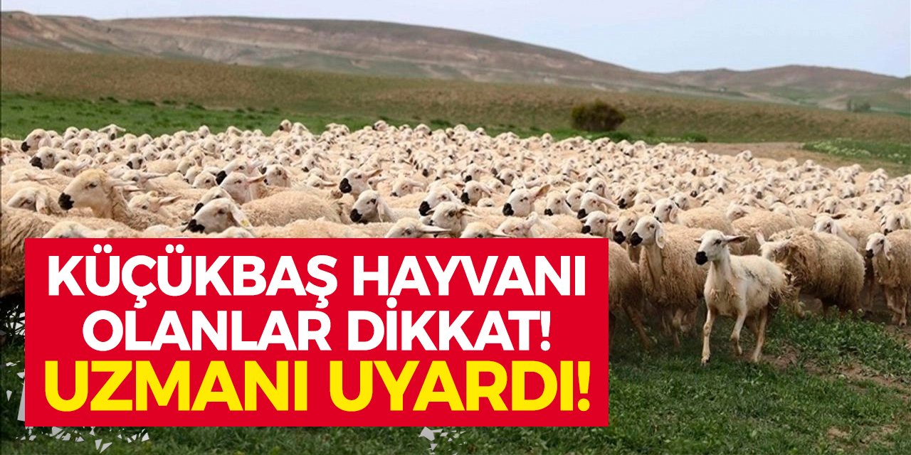 Küçükbaş Hayvanı Olan Dikkat! Uzman İsim Uyardı!