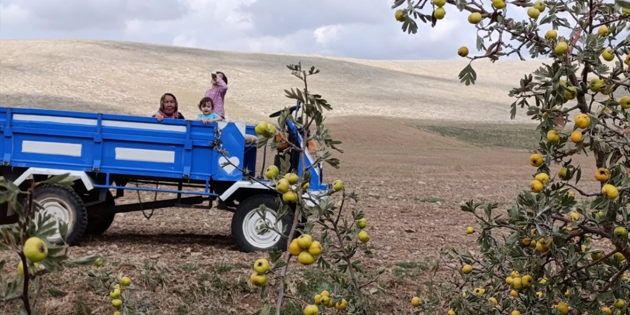 Sonbahar meyvesi alıç Yunak'da dağlardan toplanmaya başladı