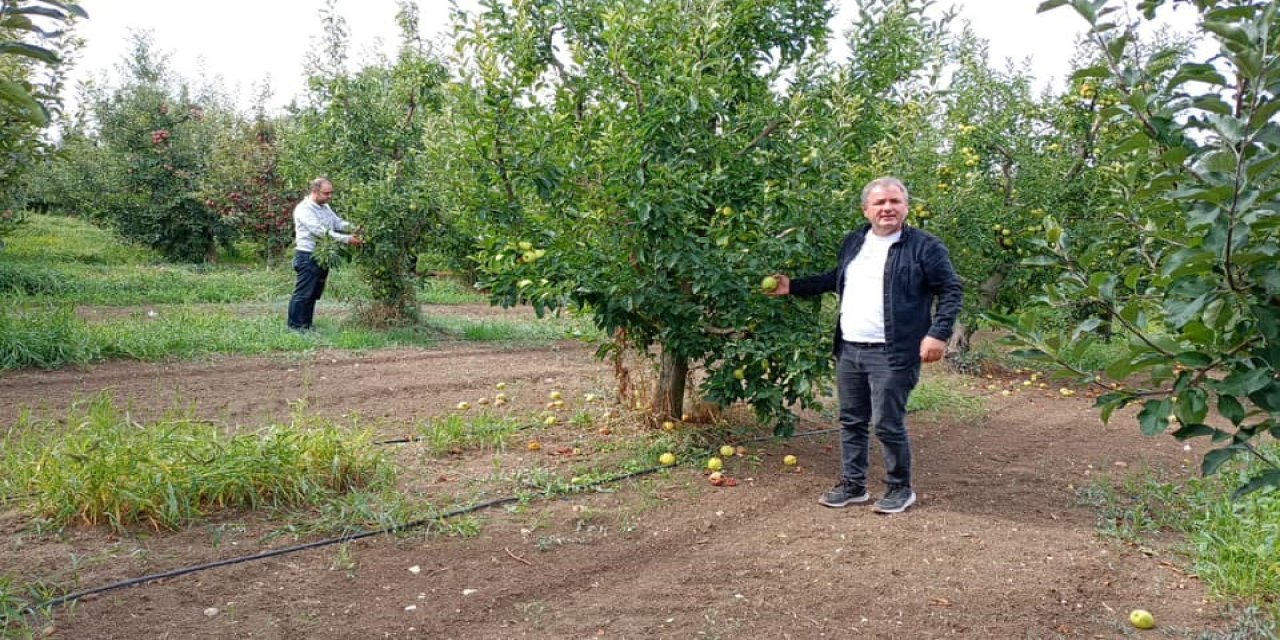 Konya'nın 'O' ilçesinde büyük elma hasadı devam ediyor