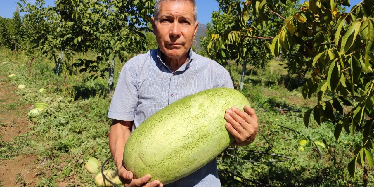 Tarlada kalan karpuzlar pekmeze dönüştü