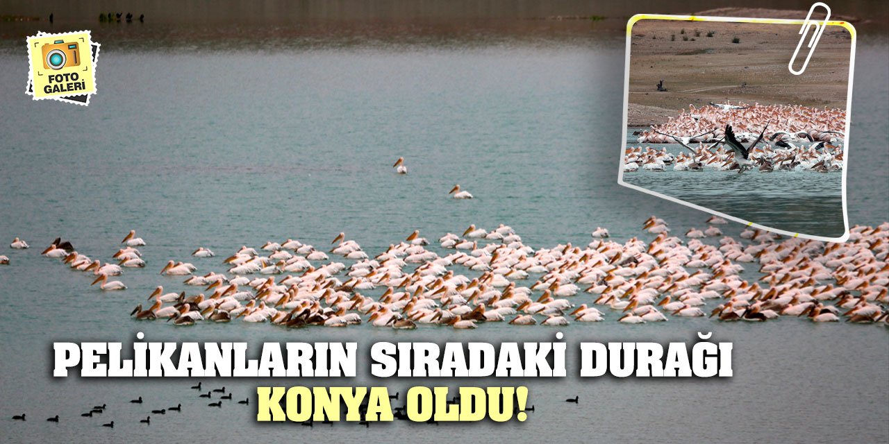 Pelikanların Sıradaki Durağı Konya Oldu!