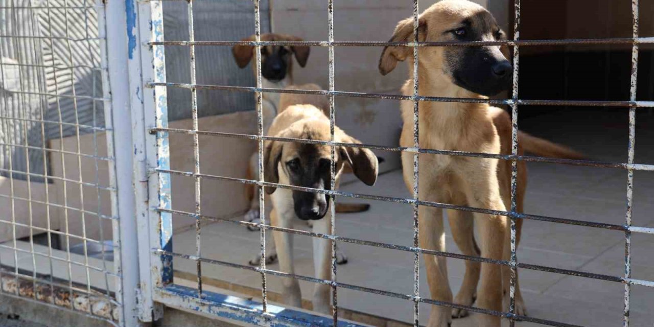 Barınakta 'öldü' denilen köpeğin uyuduğu ortaya çıktı