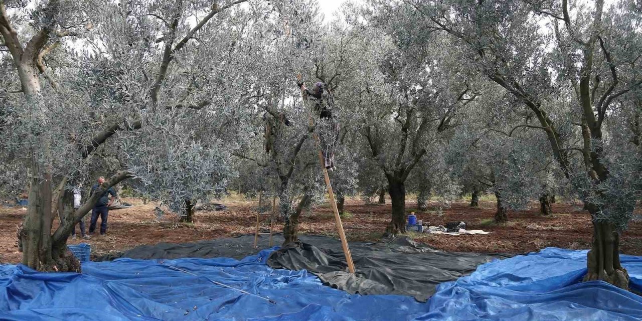 Zeytin bol piyasalar beklemede...