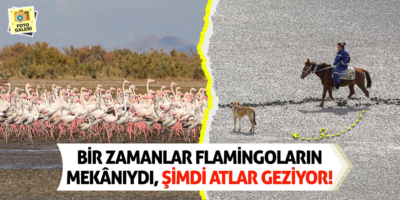 Bir Zamanlar Flamingoların Mekânıydı, Şimdi Atlar Geziyor!