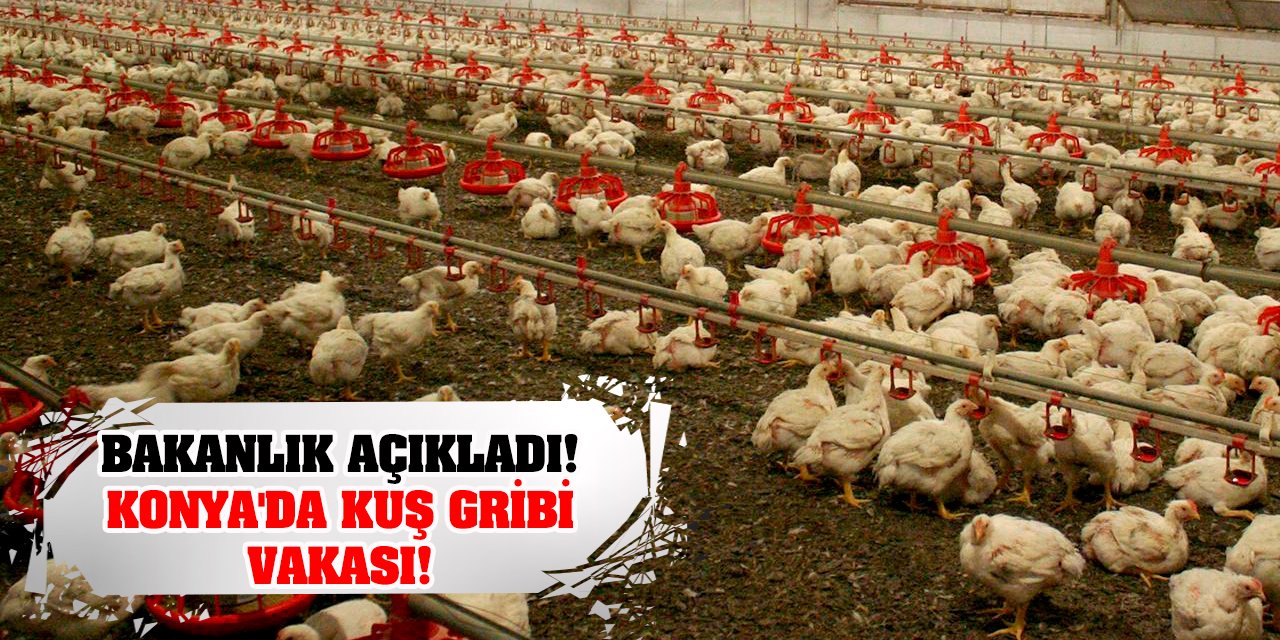 Bakanlık Açıkladı! Konya'da Kuş Gribi Vakası!