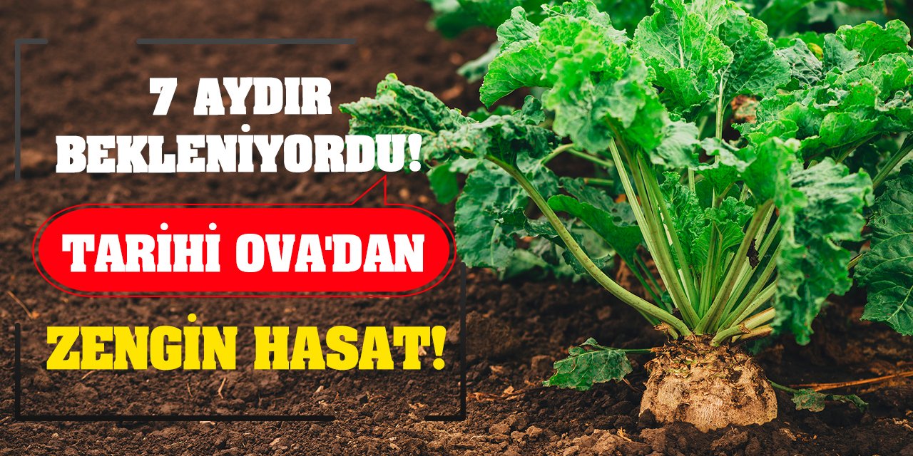 7 Aydır Bekleniyordu! Tarihi Ova'dan Zengin Hasat!