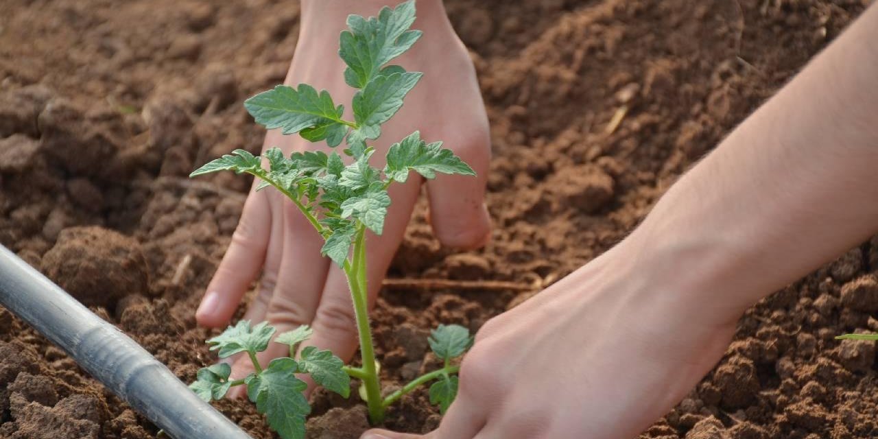 KOP seracılık yaygınlaşıyor projesine başvurular başladı