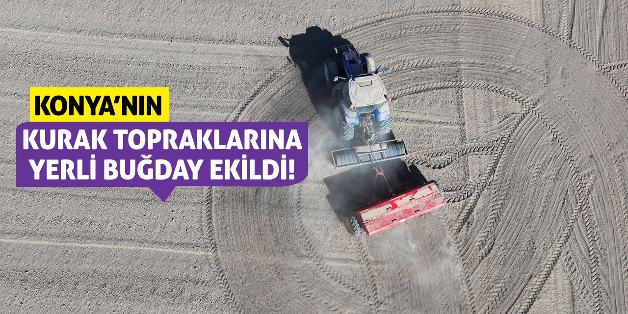 Konya’nın Kurak Topraklarına Yerli Buğday Ekildi!