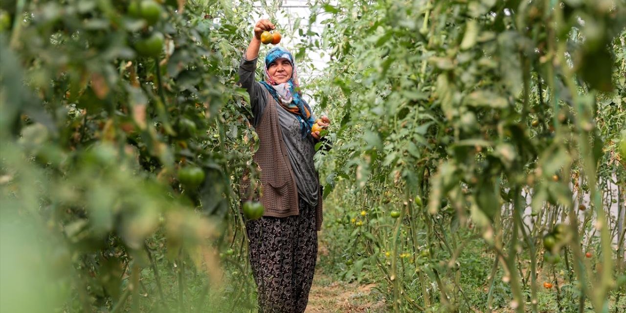 TÜİK: Tarım ürünleri üretici fiyatları arttı