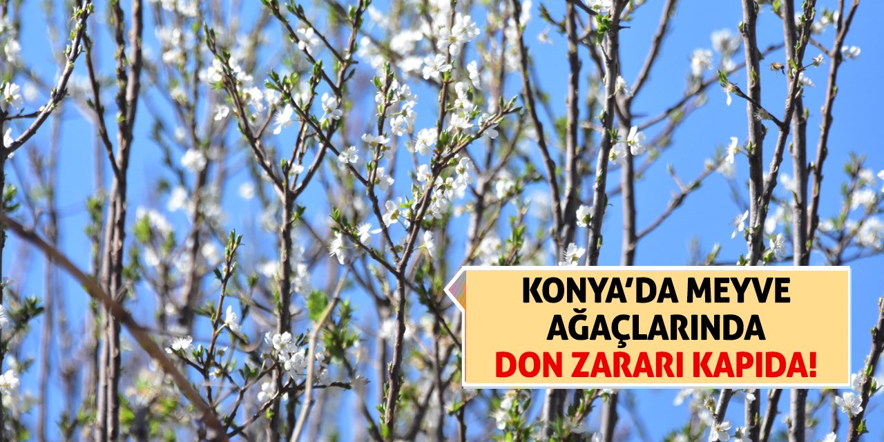 Konya’da Meyve Ağaçlarında Don Zararı Kapıda!