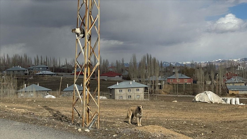 Sahipsiz köpeklerin saldırdığı kedi direkte mahsur kaldı