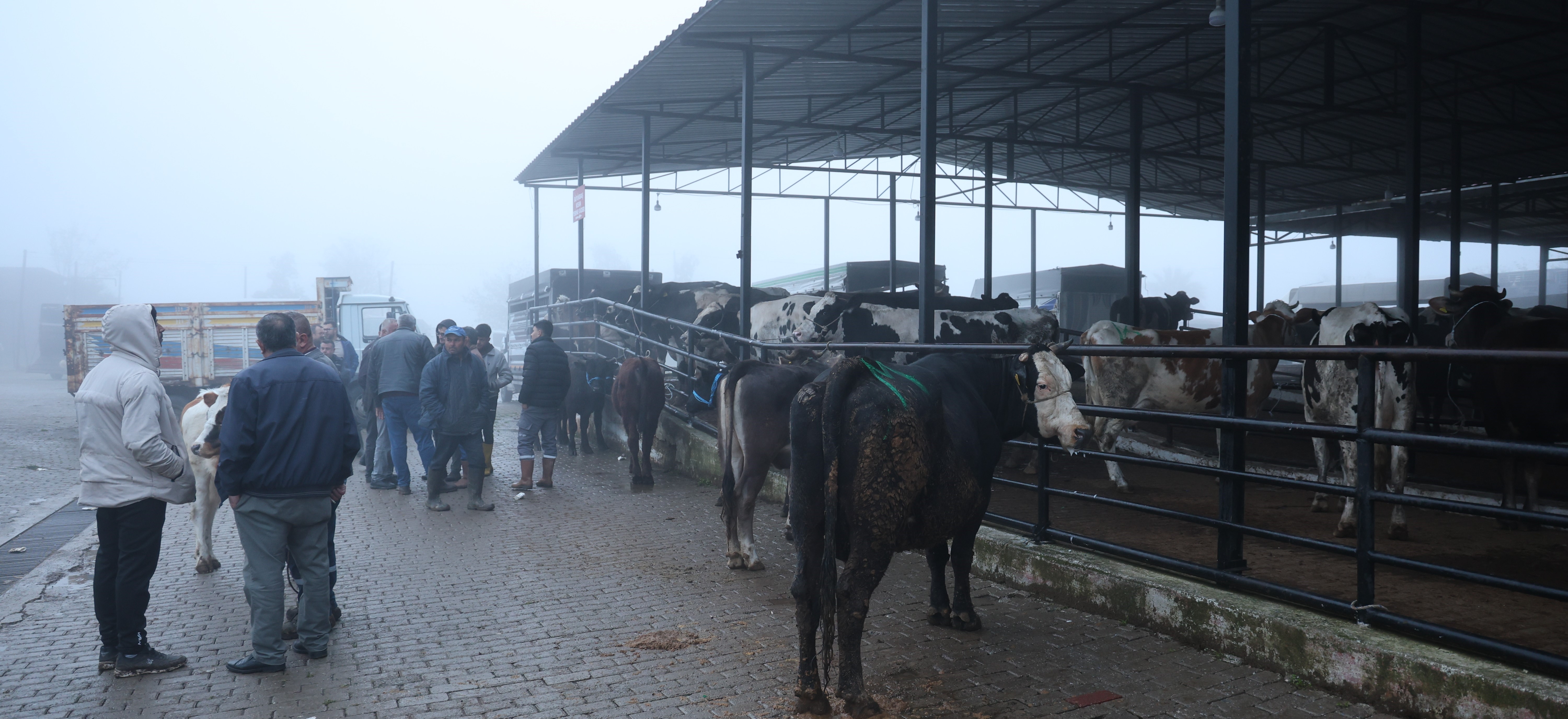 Doğal Yaşam Yükseliyor! Aileler İnek Sahibi Olmaya Başladı