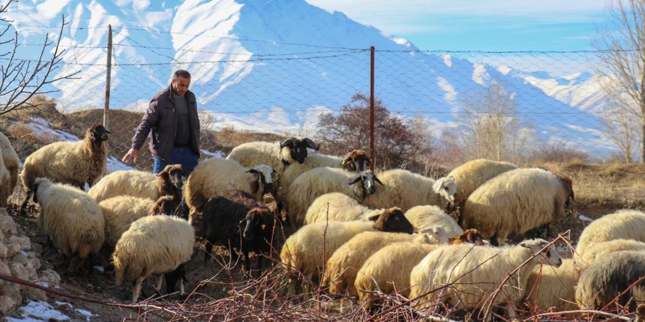 İkinci dönem hayvancılık destekleme başvuruları yarın başlıyor