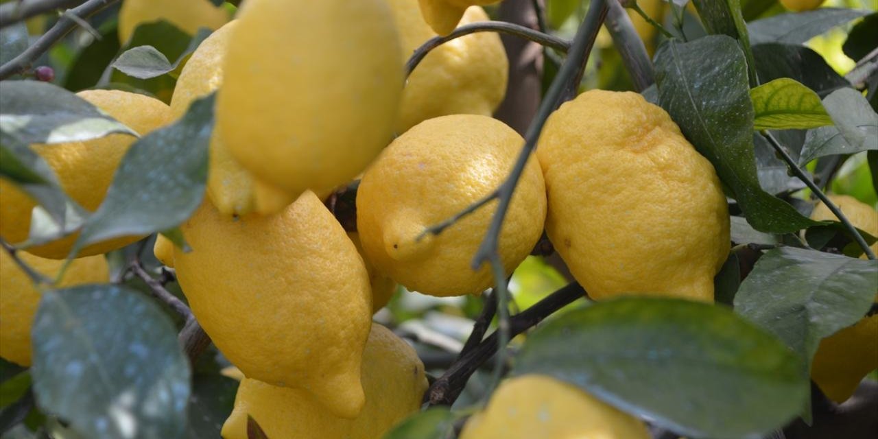 Limon ihracatındaki geçici kısıtlama kaldırıldı