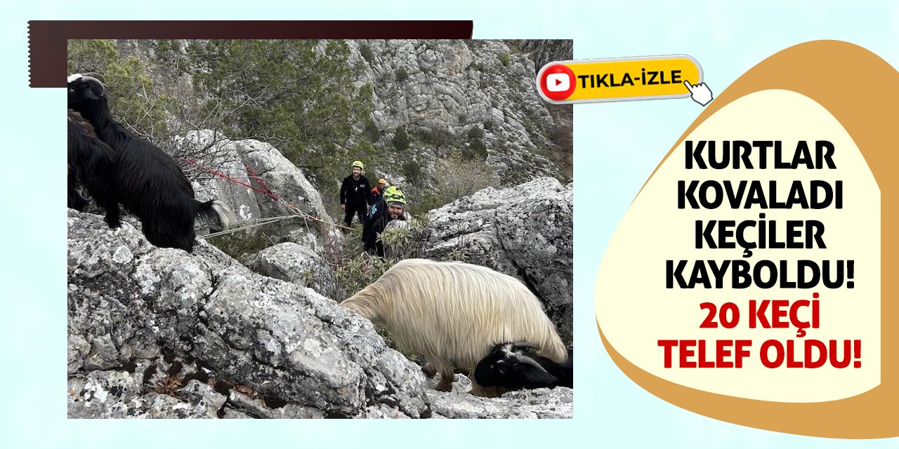Kurtlar Kovaladı Keçiler Kayboldu! 20 Keçi Telef Oldu!