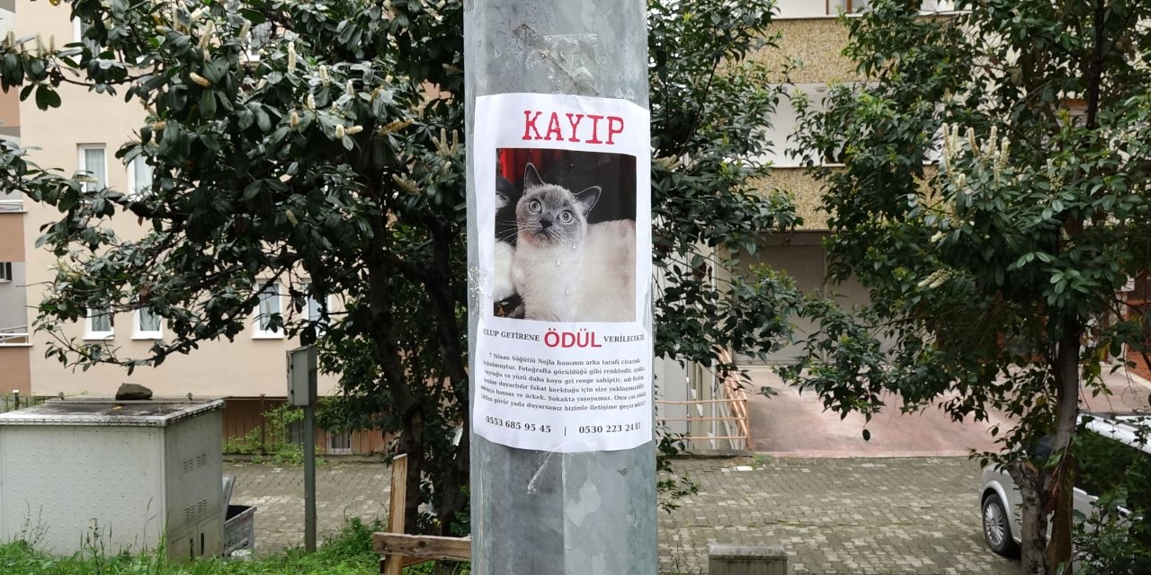 Kayıp kedi ‘Badem’i bulana altın ödülü