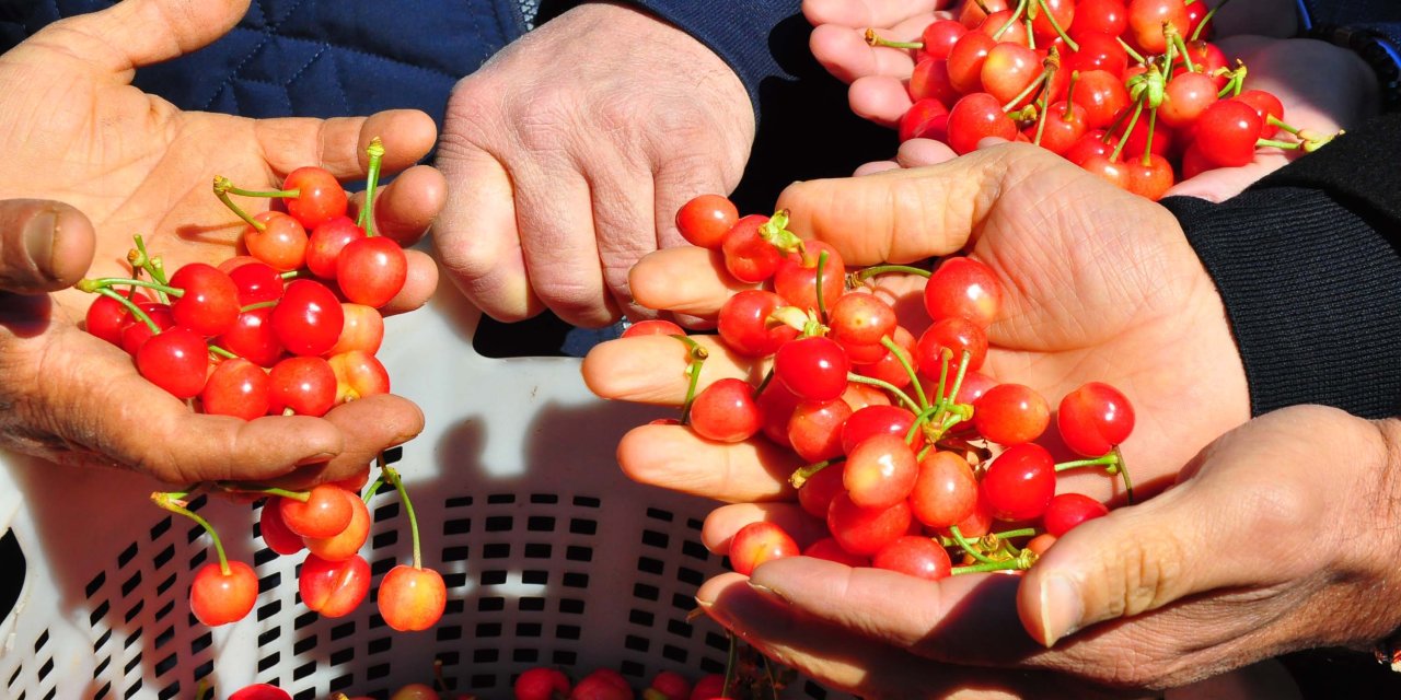 Sezonun ilk kirazı 3 bin 500 TL'den satıldı