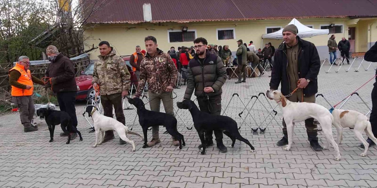 Köpekler en gözde özellikleriyle yarıştı