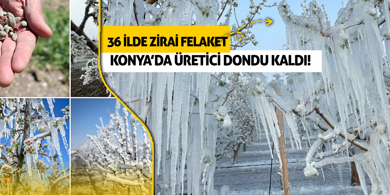 36 İlde Zirai Felaket! Konya’da Üretici Dondu Kaldı