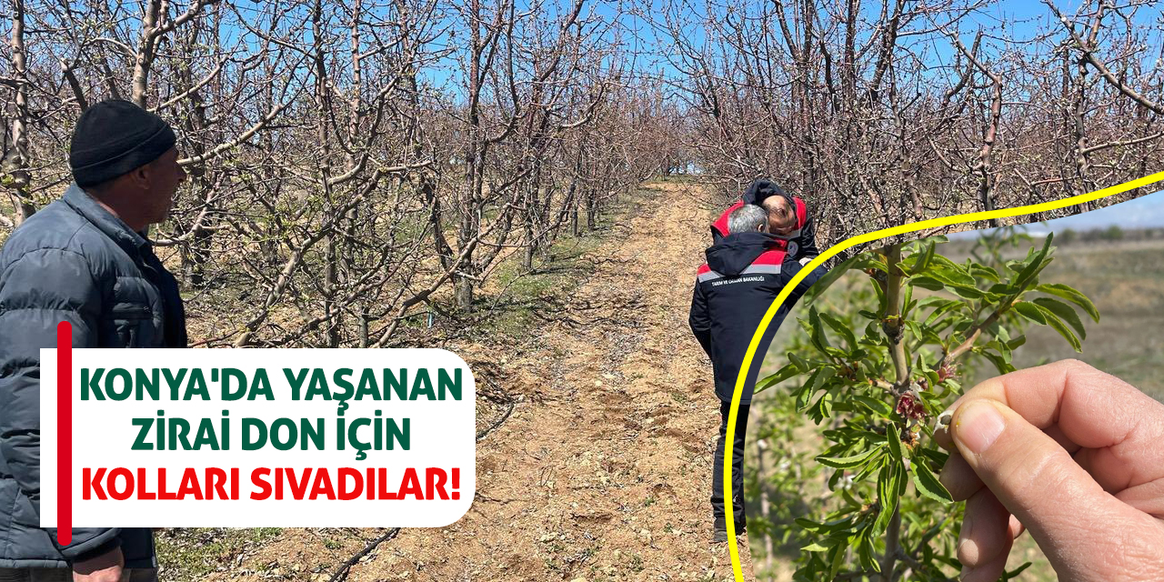 Konya'da yaşanan zirai don için kolları sıvadılar!