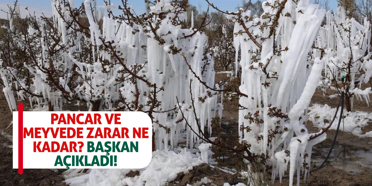 Pancar ve meyvede zarar ne kadar? Başkan açıkladı