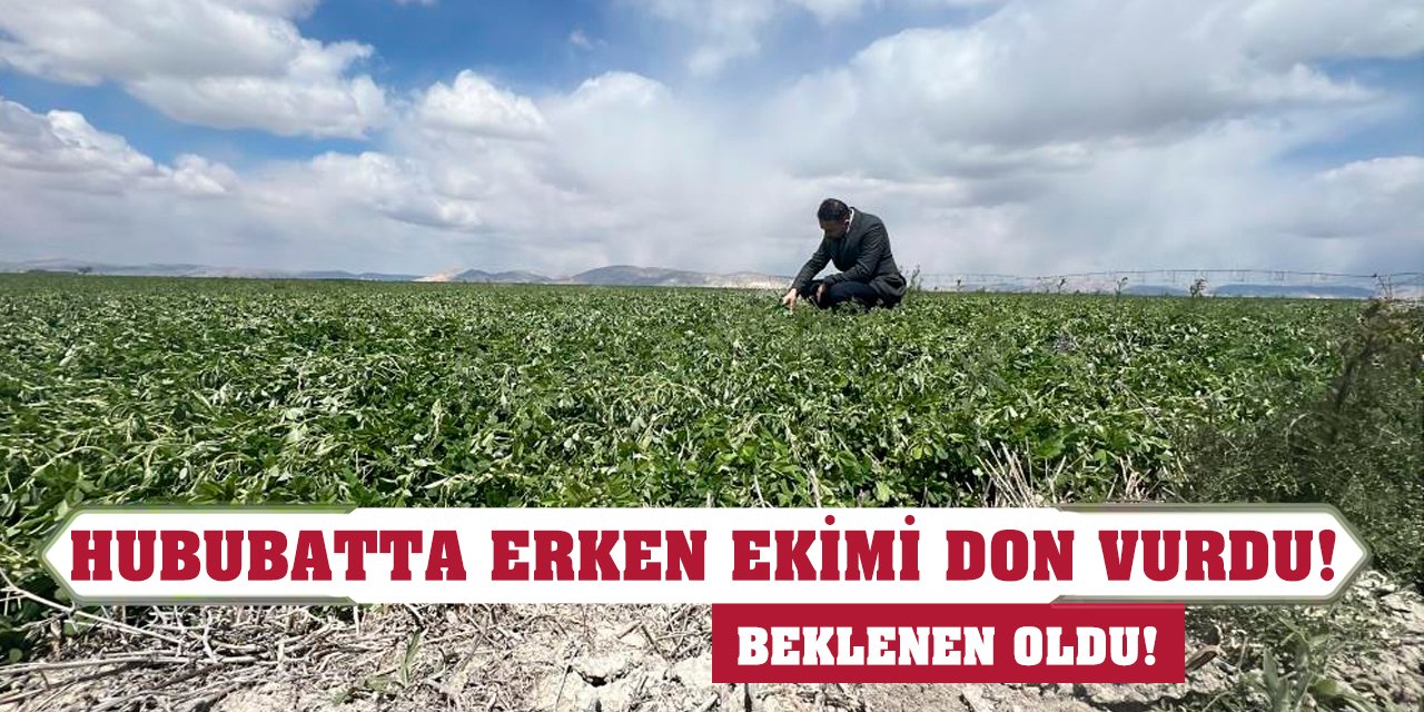 Beklenen oldu! Hububatta erken ekimi don vurdu!