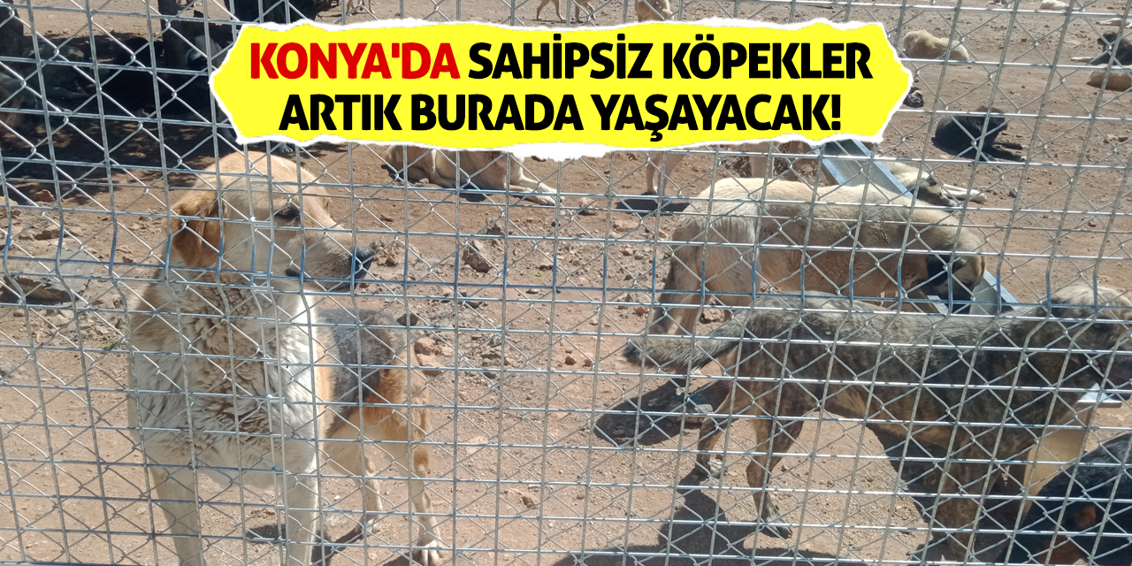 Konya'da sahipsiz köpekler artık burada yaşayacak!