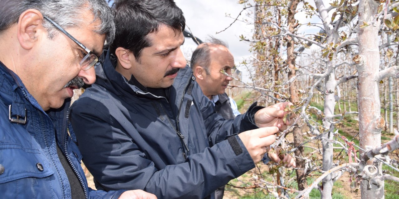 Zirai don sonrası tarım alanlarında incelemeler sürüyor