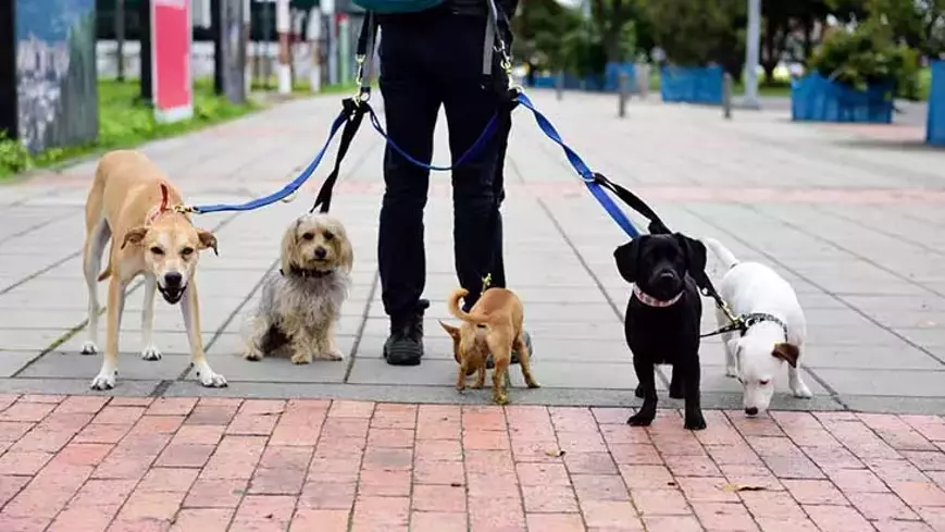 Kastamonu’daki sahipli köpekler mikroçiple kimliklendiriliyor