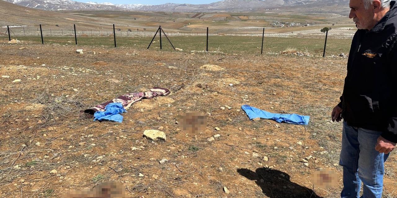 Kayseri'de başıboş köpeklerin saldırdığı kişi hayatını kaybetti