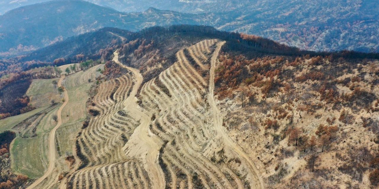 Bolu yangınlarında zarar gören alanlar 5 milyon 350 fidanla yeşillendirilecek